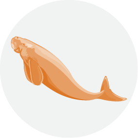 Dugong