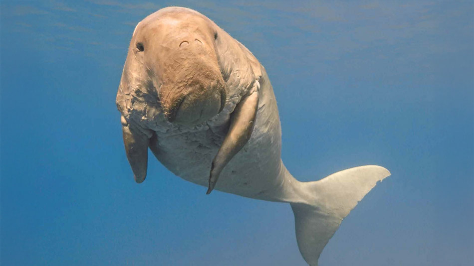 Dugong remains featured on the Hudayriyat Heritage Trail.