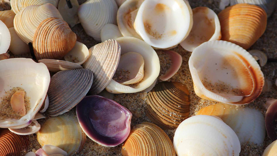 Seashell midden details from the Hudayriyat Heritage Trail.