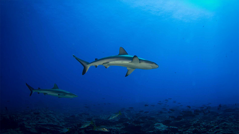 Shark remains highlighted along the Hudayriyat Heritage Trail.