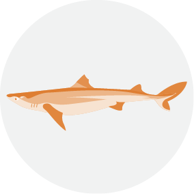 Sharks